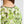 Load image into Gallery viewer, T-shirt Donna Liu Jo - T-shirt in maglia stampata - Verde